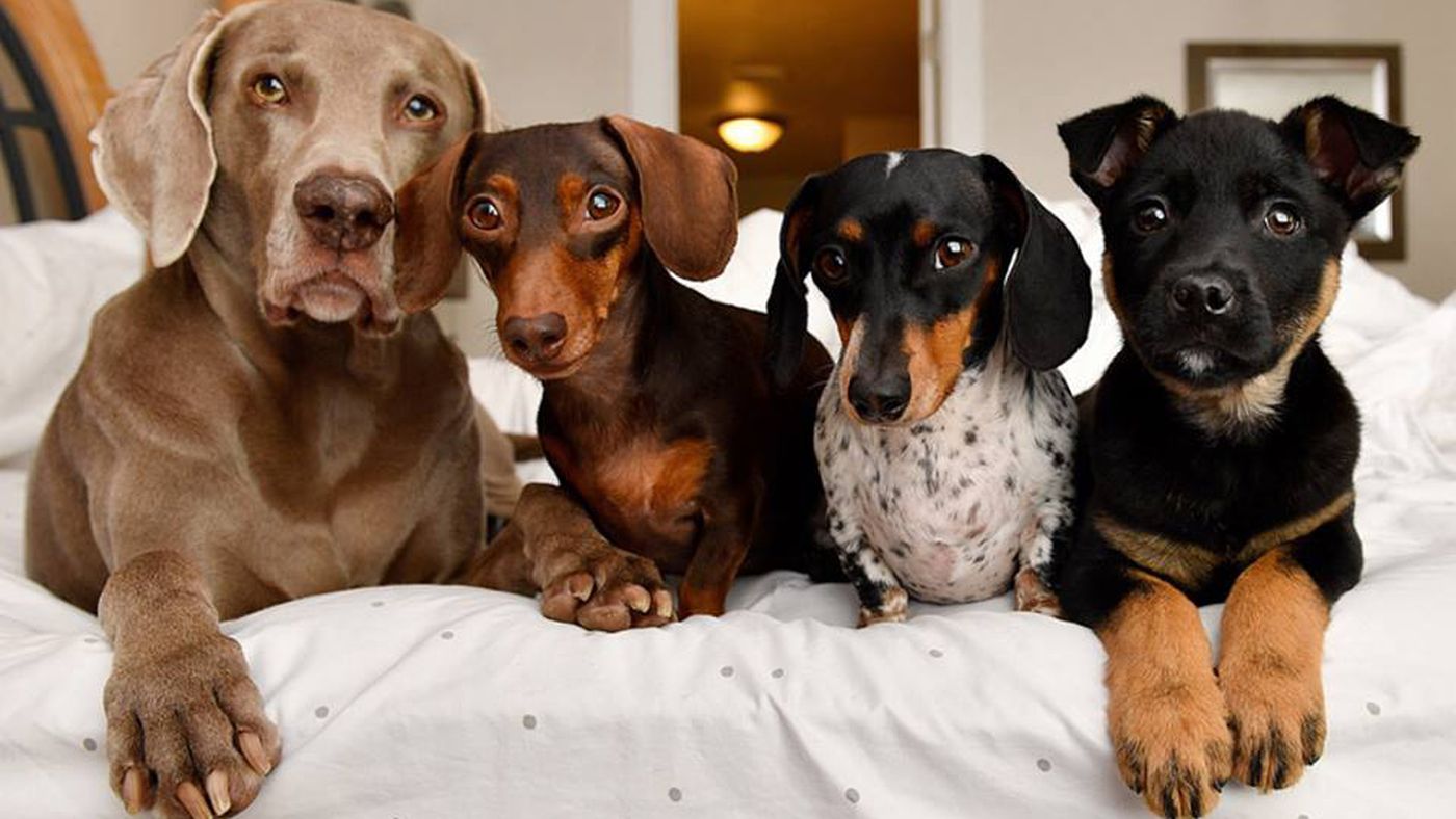 pet lovers instagram